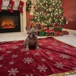 Girl 1 - Fawn female French Bulldog puppy in Forney, Texas from Dallas Lonestar Bullies