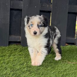 Danny - Blue merle male Australian Shepherd puppy in Oak Hill, Florida from Swingin T Ranch LLC