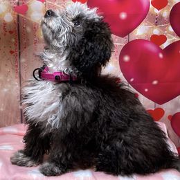 Bernedoodles and Goldendoodles from Peanut Butter Doodles