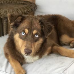 Liberty - Miniature American Shepherd