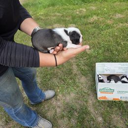 Heidi - Black and white female Boston Terrier puppy in Sagola, Michigan from Pixie Pups