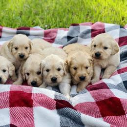 Golden Retriever Puppies from All shades Golden