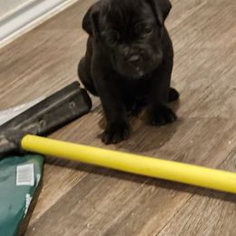 Cane Corso Puppies from Rosalez Kennel