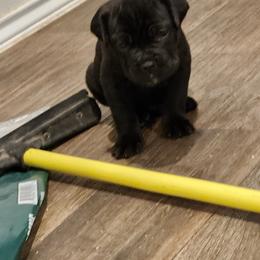 Cane Corso Puppies from Rosalez Kennel