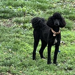 Double Doodles and Poodles from Abba Dabba Doodles