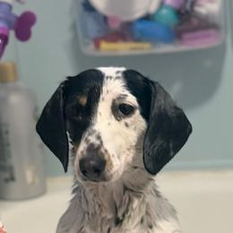 Fern - Dachshund