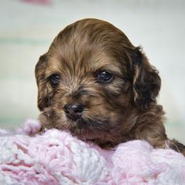 Cockapoo and Goldendoodle Puppies from Capital Doodles