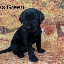 Miss Green - Black female Labrador Retriever puppy in Lebanon, Pennsylvania from Robertson's Retrievers and Doodles