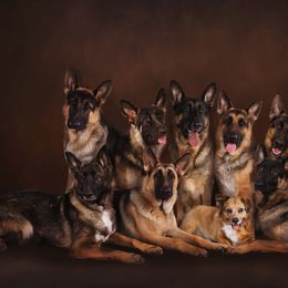 German Shepherds from Southern Gateway German Shepherds