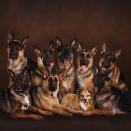 German Shepherds from Southern Gateway German Shepherds