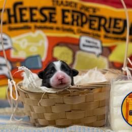 Feta - female Sporty Mix puppy in Reno, Nevada from Old Hemp Border Collies / Open Horizon Sport Dogs