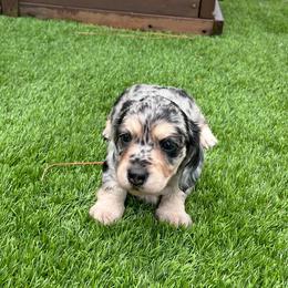 Rita - Dapple female Dachshund puppy in Indiantown, Florida from Turquoise River Minature Dachshunds
