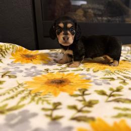 Ivy - Black and tan female Dachshund puppy in Morristown, Tennessee from Hillside Hounds