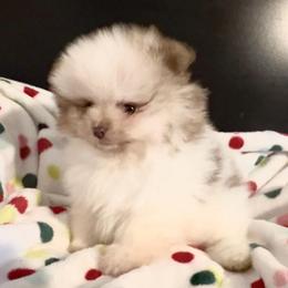 Little Mister - Chocolate parti male Pomeranian puppy in Burton, Michigan from Ranger's Pomeranians