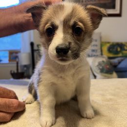Yellow collar - Red female Pembroke Welsh Corgi puppy in Saylorsburg, Pennsylvania from Dunnideer Farm