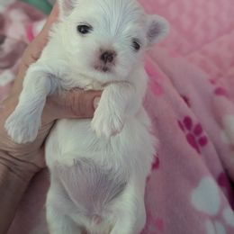 Maltese Puppies from Bratpack Babydolls