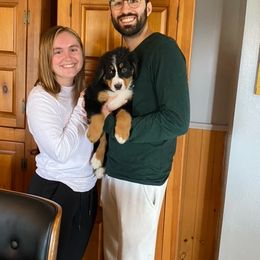 Bernese Mountain Dog Puppies from Lonesome Pine Farm