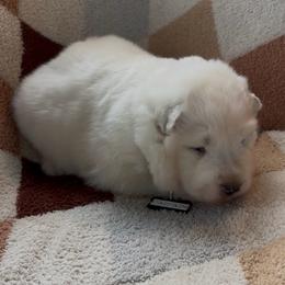 Captain - White male Samoyed puppy in Atkinson, Nebraska from Sandhills Samoyeds