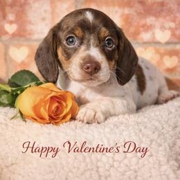 Girl 1 - Piebald female Dachshund puppy in Deming, New Mexico from FoxieDoxies of New Mexico