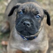 Michigan - Perro de Presa Canario puppy from Lykaios Kennels