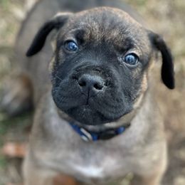 Michigan - Perro de Presa Canario puppy from Lykaios Kennels