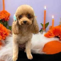 Fiona - Poodle