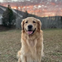 Bernedoodles, Bernese Mountain Dogs, Goldendoodles, and Golden Retrievers from Goldens and Doods of TN