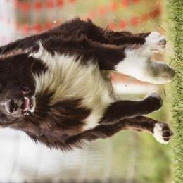 Frankie - Australian Shepherd