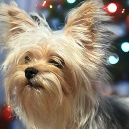 Bear Bear - Yorkshire Terrier