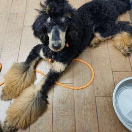 Pipp - Bernedoodle