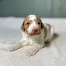 Rudy - Brown and white male Bernedoodle puppy in Osage City, Kansas from Golden Ridge Goldens