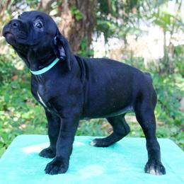 Cane Corso Puppies from Harlow Cane Corso