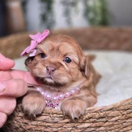 Riley Mae - Red female Shih Tzu puppy in Hartville, Missouri from Petty Paws