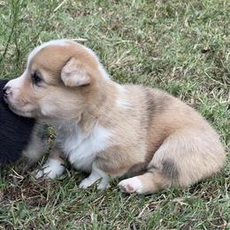 American Corgis and Pembroke Welsh Corgis from Shining J Corgis