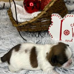 Tinsel - Sable and white male Shih Tzu puppy in Vernon, New Jersey from Calta’s Cute Shih Tzu