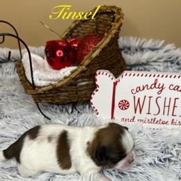 Tinsel - Sable and white male Shih Tzu puppy in Vernon, New Jersey from Calta’s Cute Shih Tzu