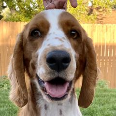 Welsh Springer Spaniels from Coppercrest Welsh Springer Spaniels