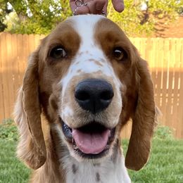 Welsh Springer Spaniels from Coppercrest Welsh Springer Spaniels