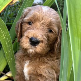 Grey Boy - Apricot Goldendoodle puppy in Pioneer, California from Poppy’s Precious Goldendoodles