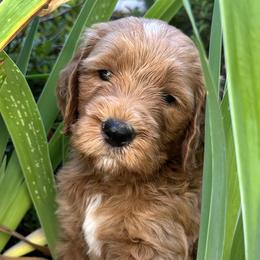 Grey Boy - Apricot Goldendoodle puppy in Pioneer, California from Poppy’s Precious Goldendoodles