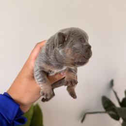 French Bulldog Puppies from Infinity French Bulldogs