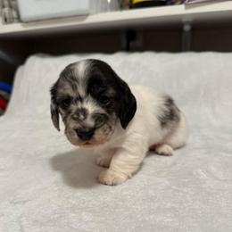 Rob - Dapple male Dachshund puppy in Avinger, Texas from Lone Star Longhair Dachshunds