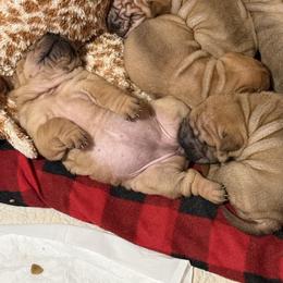 Boy 1 - Fawn male Chinese Shar-Pei puppy in Fairfield, Texas from Majesty SharPei