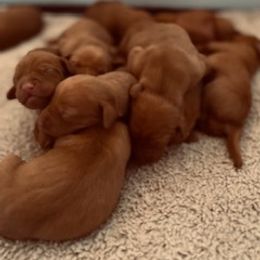 Vizsla Puppies from Mill Pond Farm Vizslas