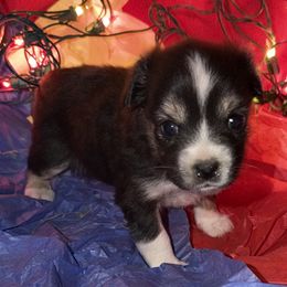 Black tri girl 2 - Black tri female Toy Australian Shepherd puppy in Springfield, Missouri from Donnie's Miniature & Toy Australian Shepherds