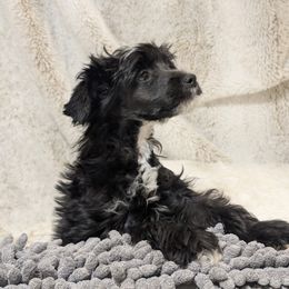 DaoDog  Last Samurai - Black and white male Chinese Crested puppy in Highland Park, Michigan from Family Kennel Dao Dog