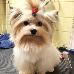 Yorkshire Terriers from My Pure Yorkies