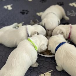West Highland White Terriers from Roberts’ Westie Bleus