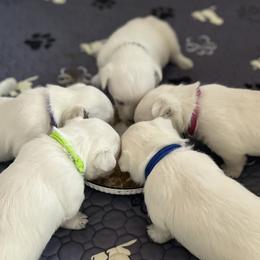 West Highland White Terriers from Roberts’ Westie Bleus