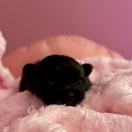 Pepper - Black and tan female Pomeranian puppy in Uniontown, Pennsylvania from Oh So Sassy Poms